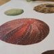 Vintage botanical poster of sea urchins printed on canvas, 30 × 40 cm