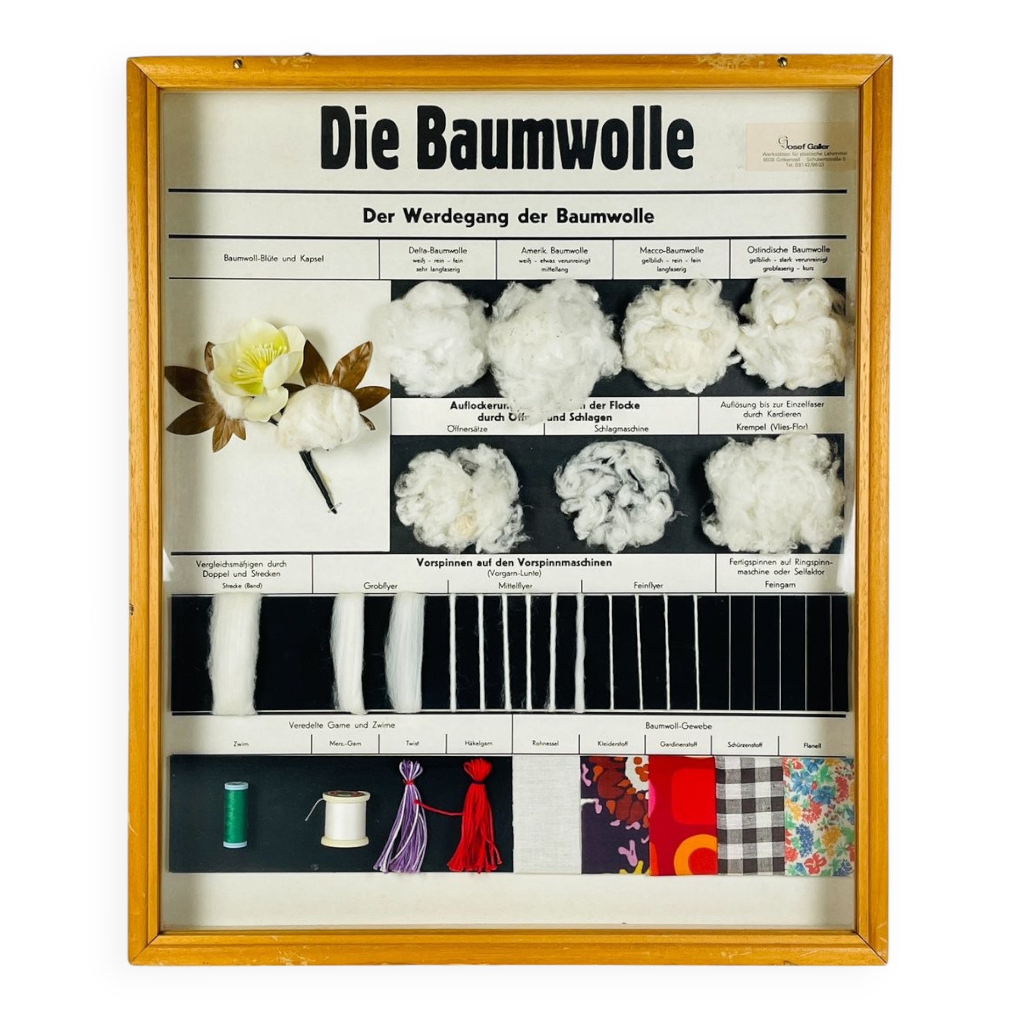 Vintage educational school display Cotton by Josef Galler, Germany, 1960s.