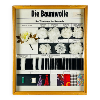 Vintage educational school display Cotton by Josef Galler, Germany, 1960s.