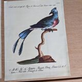 6 bird illustrations