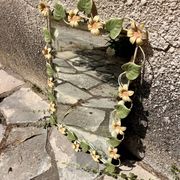 Miroir aux marguerites vintage