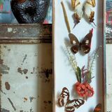 Cadre-vitrine aux papillons et fleurs séchées
