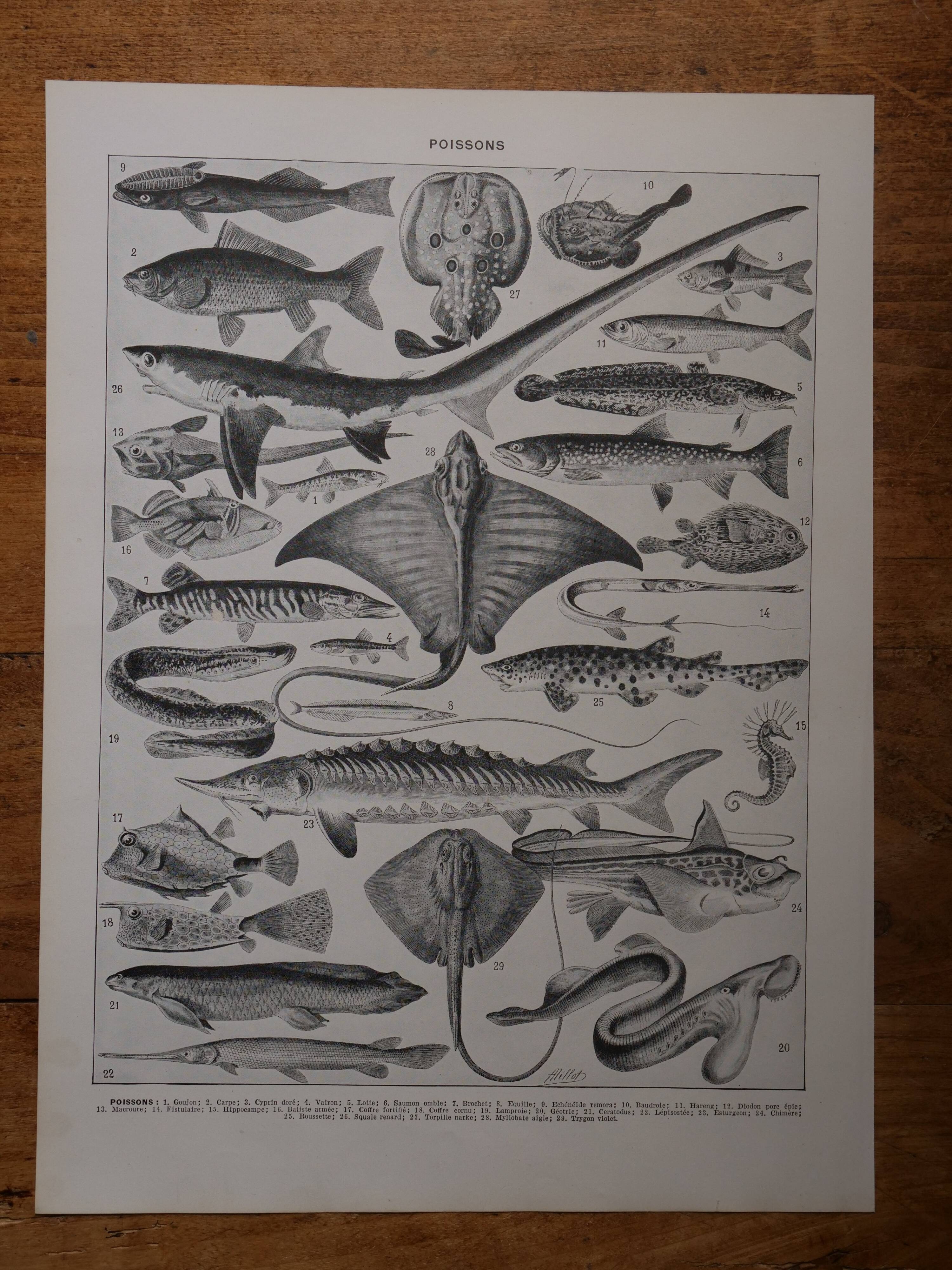 Original lithograph on fish