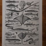 Original lithograph on fish