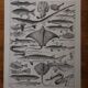 Lithographie originale sur les poissons