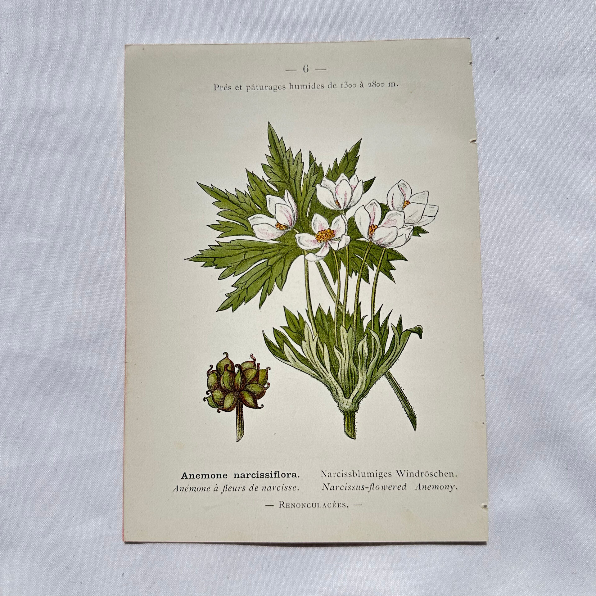 Old botanical engraving from the 19th century – Coloured botanical plates