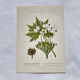 Old botanical engraving from the 19th century – Coloured botanical plates
