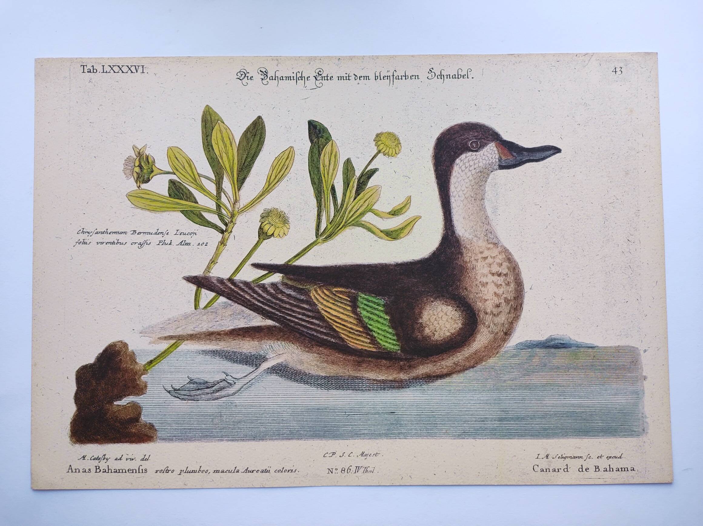 Antique bird engraving - Bahama Duck - Zoological plate by Seligmann & Catesby