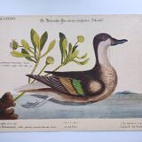 Antique bird engraving - Bahama Duck - Zoological plate by Seligmann & Catesby
