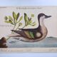 Antique bird engraving - Bahama Duck - Zoological plate by Seligmann & Catesby