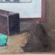 Roger Cortet (1910-1978) Still Life with White Sculpture Oil on Canvas Signed