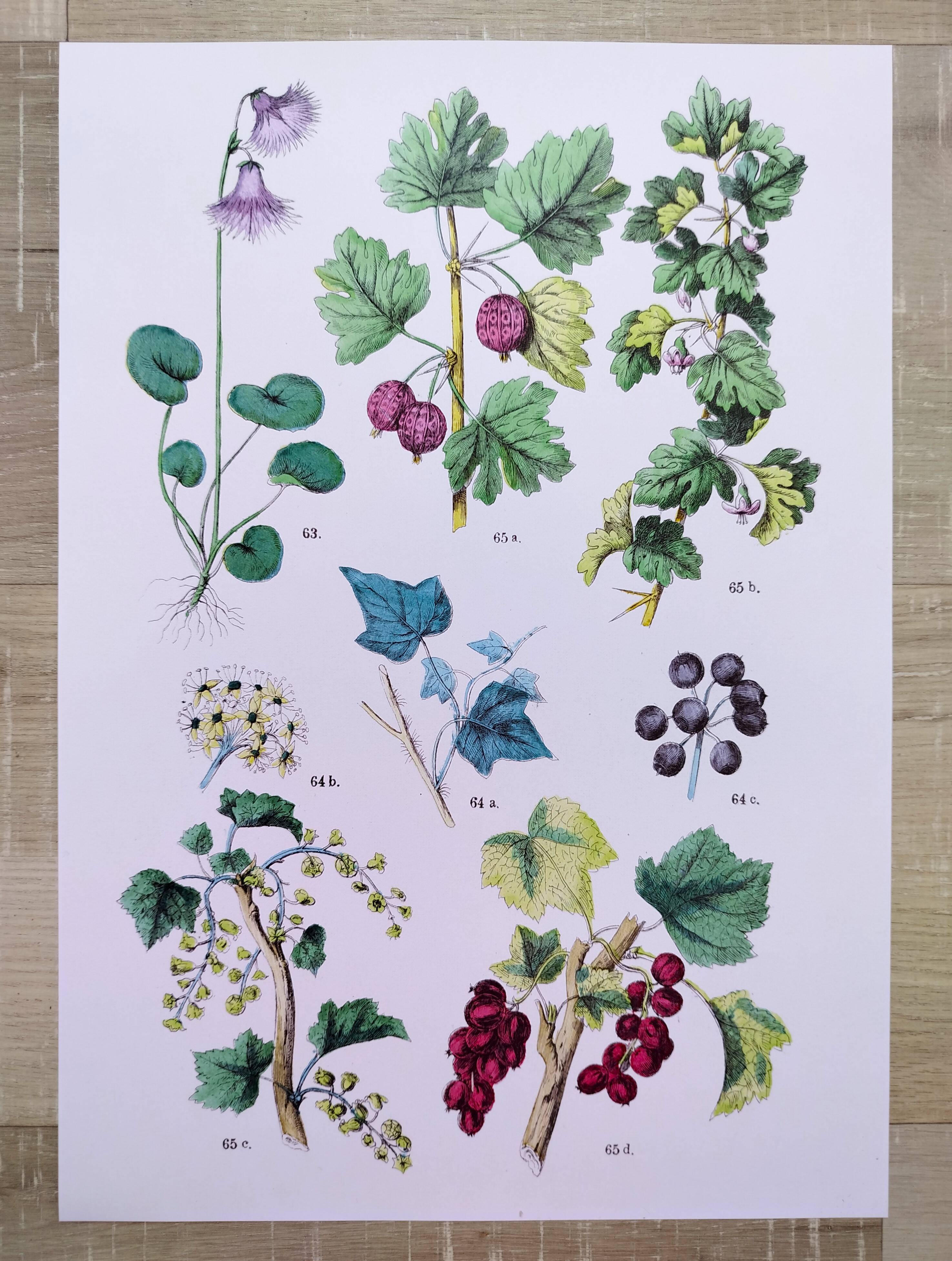 Poster about plants, based on an 1881 engraving "ivy"