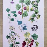 Poster about plants, based on an 1881 engraving "ivy"