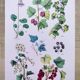 Poster about plants, based on an 1881 engraving "ivy"