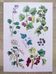Poster about plants, based on an 1881 engraving "ivy"