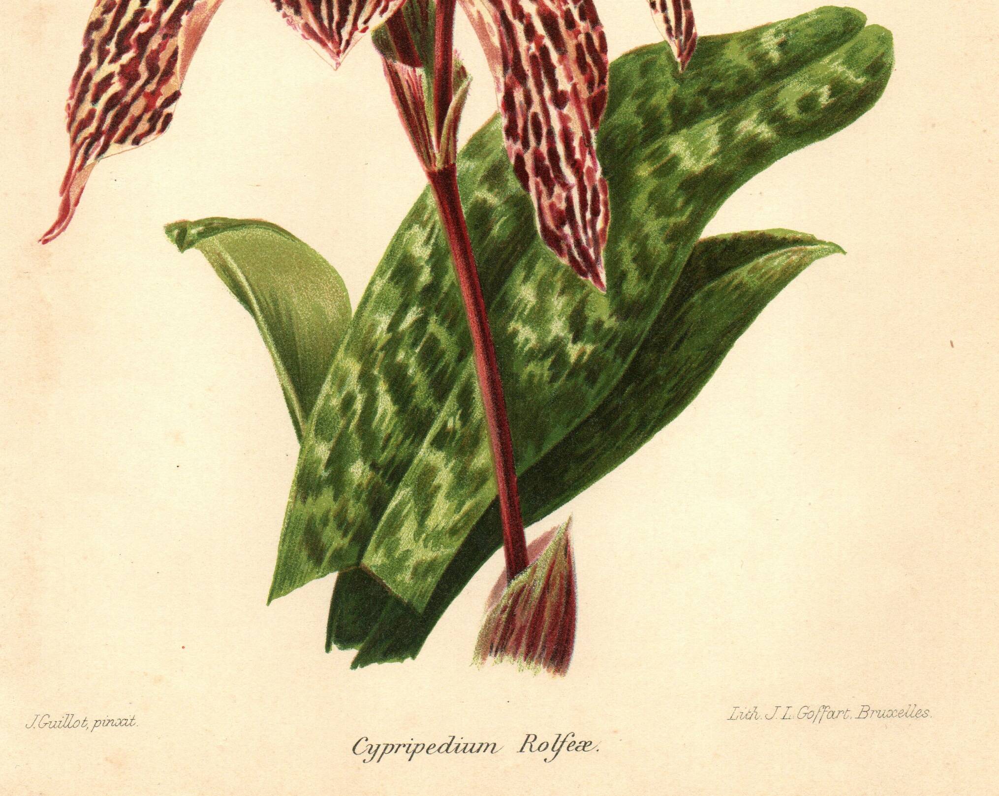 Botanical Engraving 1911 - Rolfae Orchid - Vintage floral lithograph