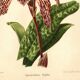 Botanical Engraving 1911 - Rolfae Orchid - Vintage floral lithograph