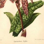 Lithographie, gravure botanique 1911 - Orchidée Rolfae