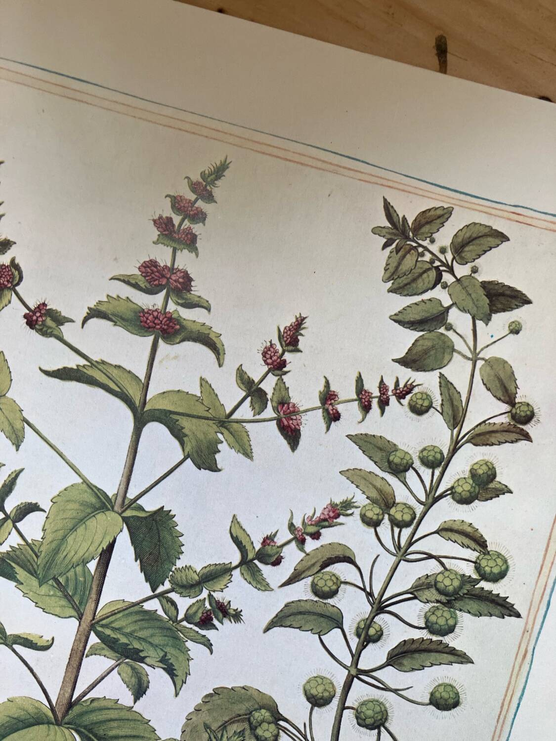 Old herbarium botanical plates