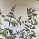 Planches de botanique herbier ancien