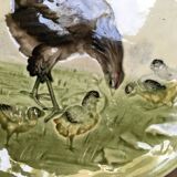 19th century majolica plate Hen and Chicks Choisy Le Roi