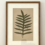 Fern illustration