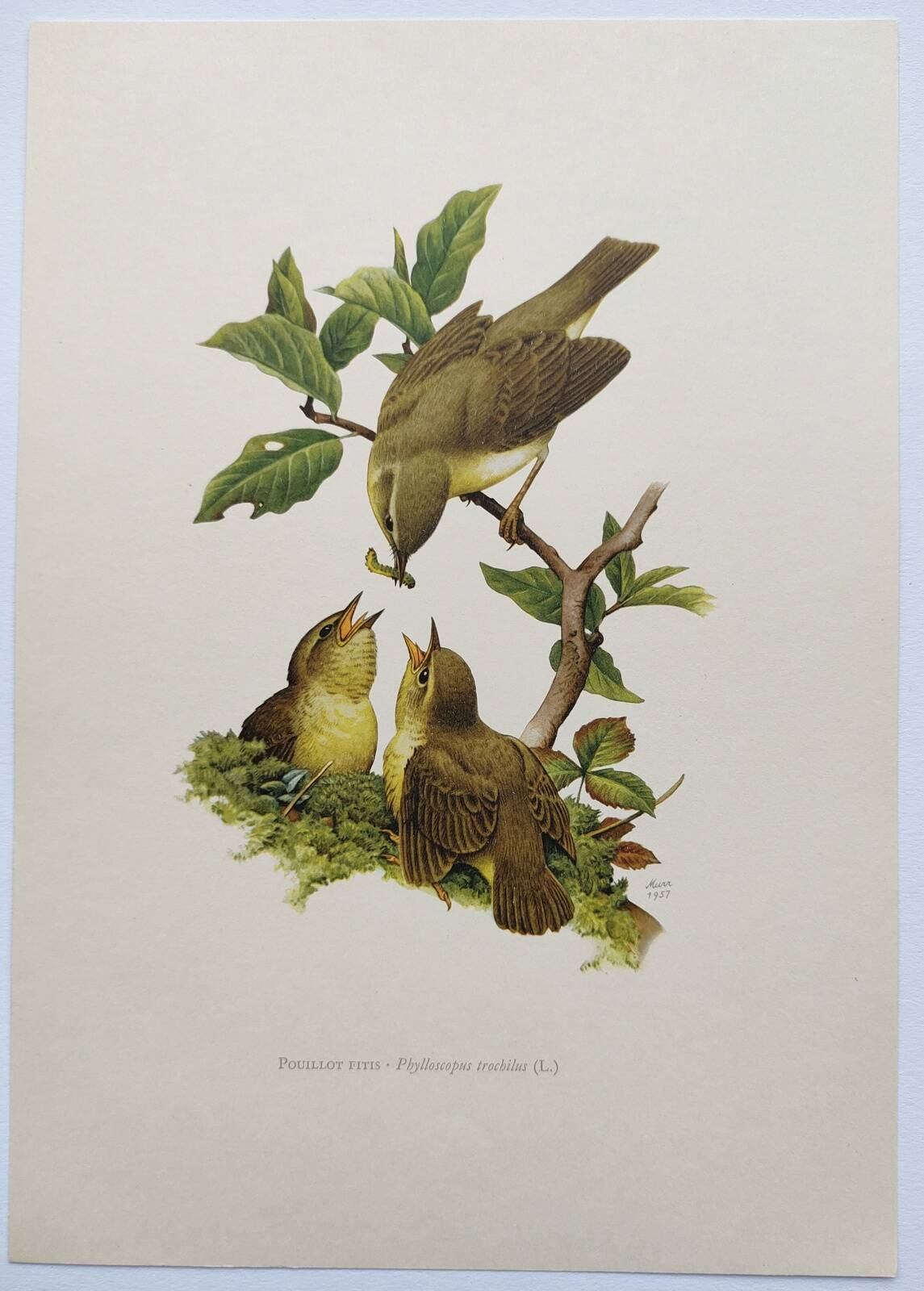 Old bird plate from the 1960s - Willow Warbler - Zoological and ornithological illustration