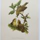 Old bird plate from the 1960s - Willow Warbler - Zoological and ornithological illustration