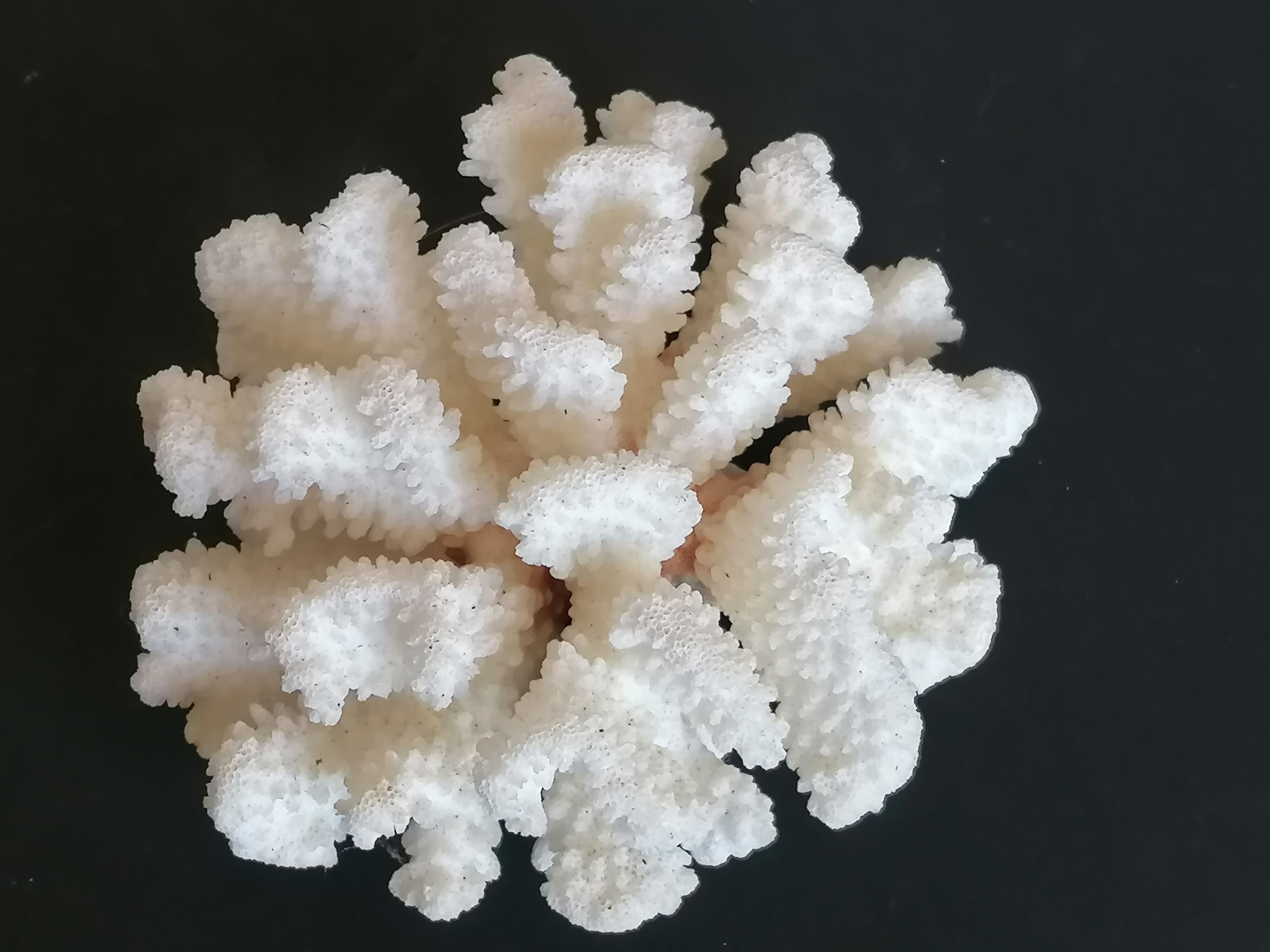 Corail cluster blanc authentique