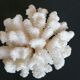 Corail cluster blanc authentique