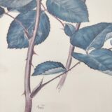 Illustration fleur rose cadre bois doré