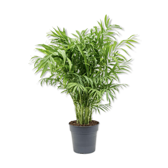 PRODUIT CORNER BHV : Chamaedorea elegans