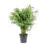 PRODUCT CORNER BHV: Chamaedorea elegans