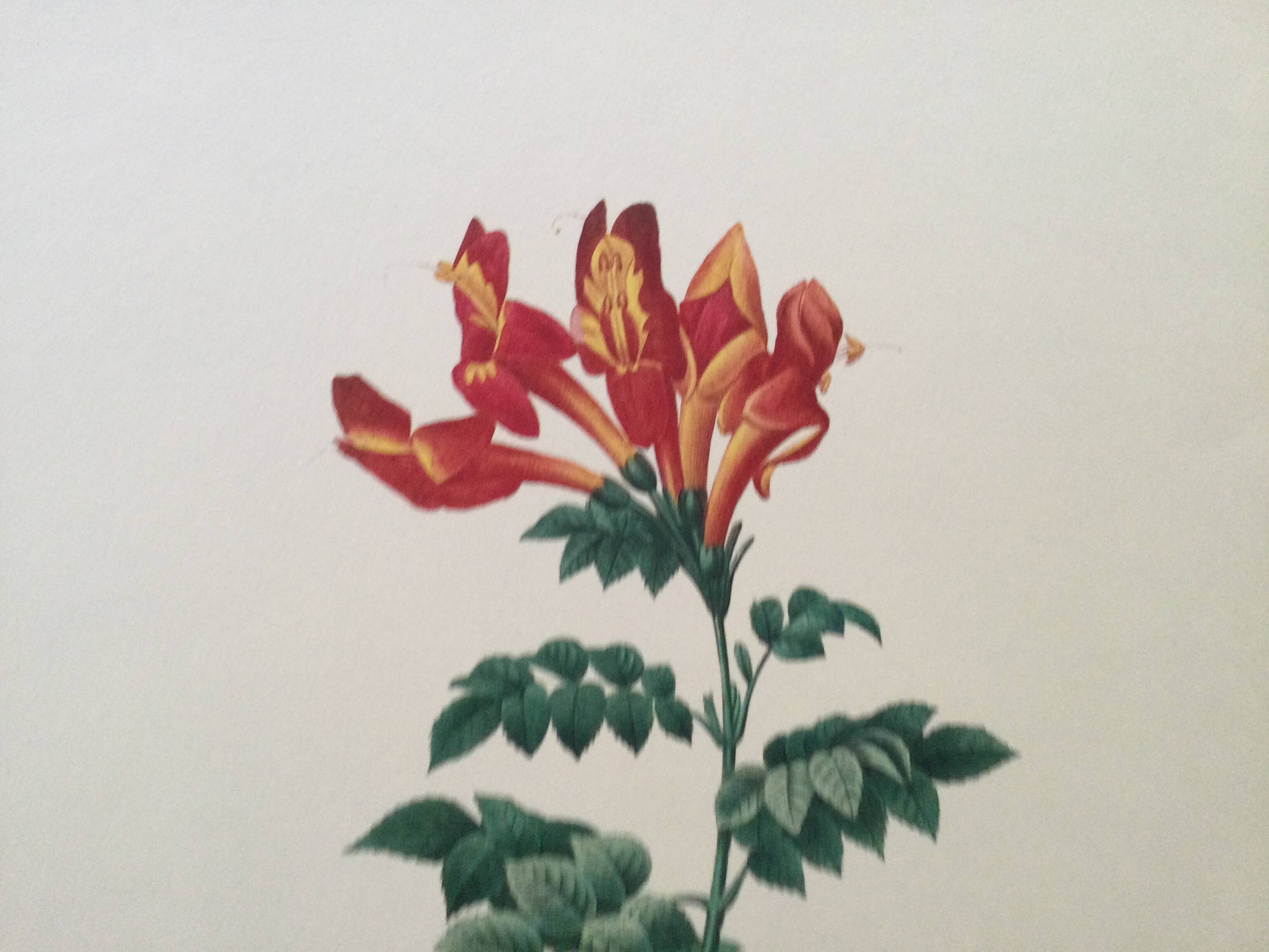 Vintage illustration of Bignonia Capensis flower from the 1960s.