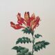 Vintage illustration of Bignonia Capensis flower from the 1960s.