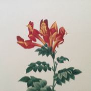 Vintage illustration of Bignonia Capensis flower from the 1960s.
