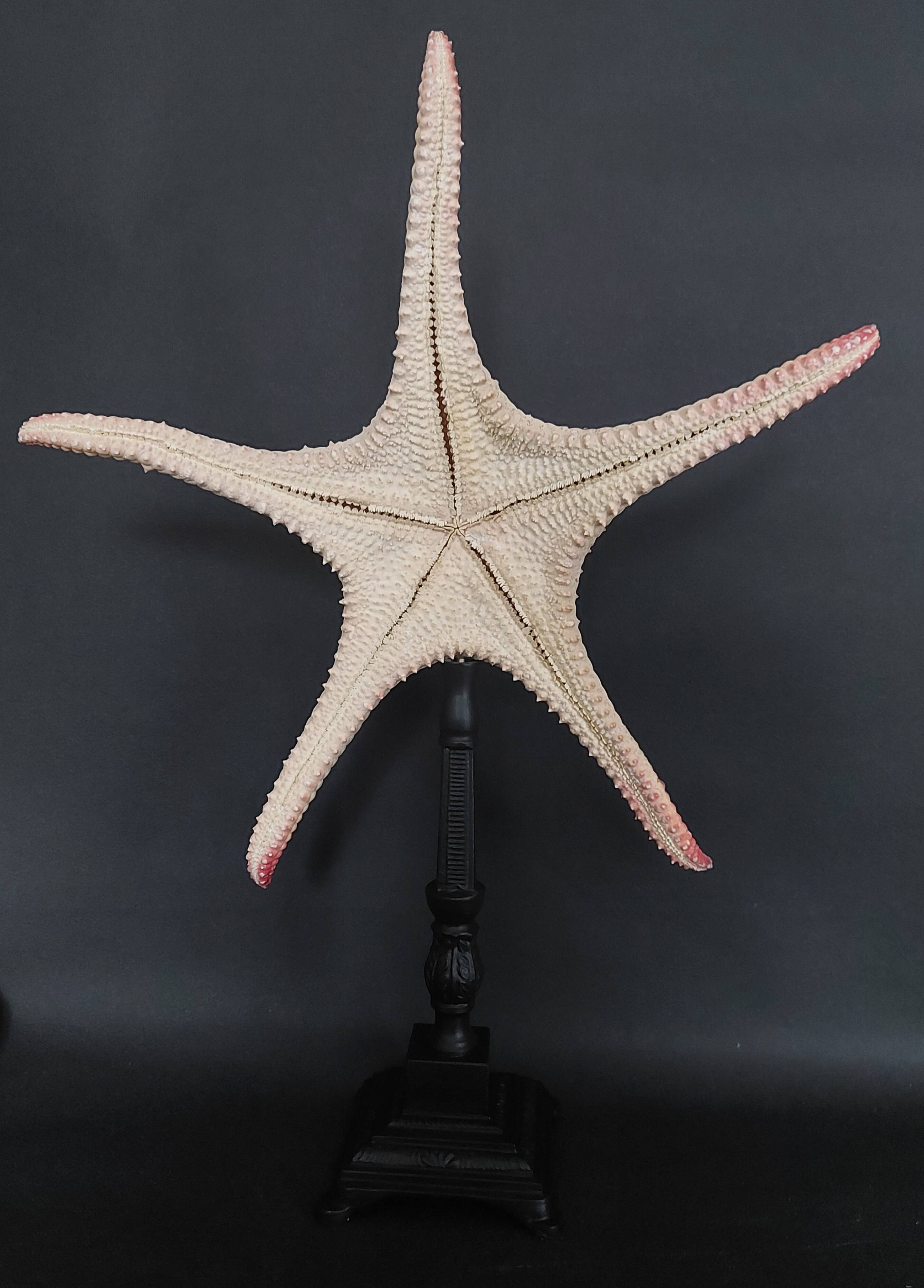 Cabinet of Curiosities starfish poraster superbus on base
