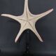 Cabinet of Curiosities starfish poraster superbus on base