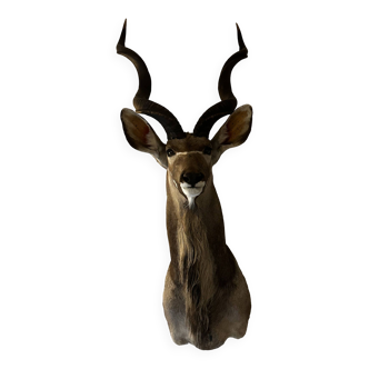 Kudu head