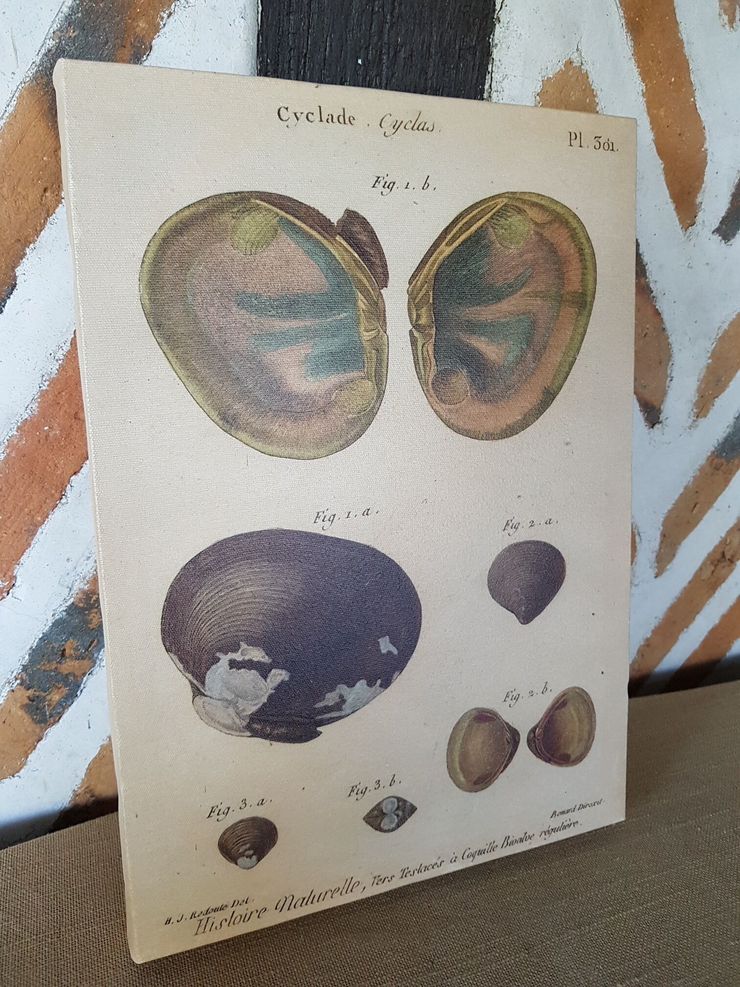 Table botanical board shell