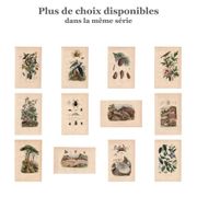 Old engraving from 1839 - Maritime pine and cones - hand-coloured plate