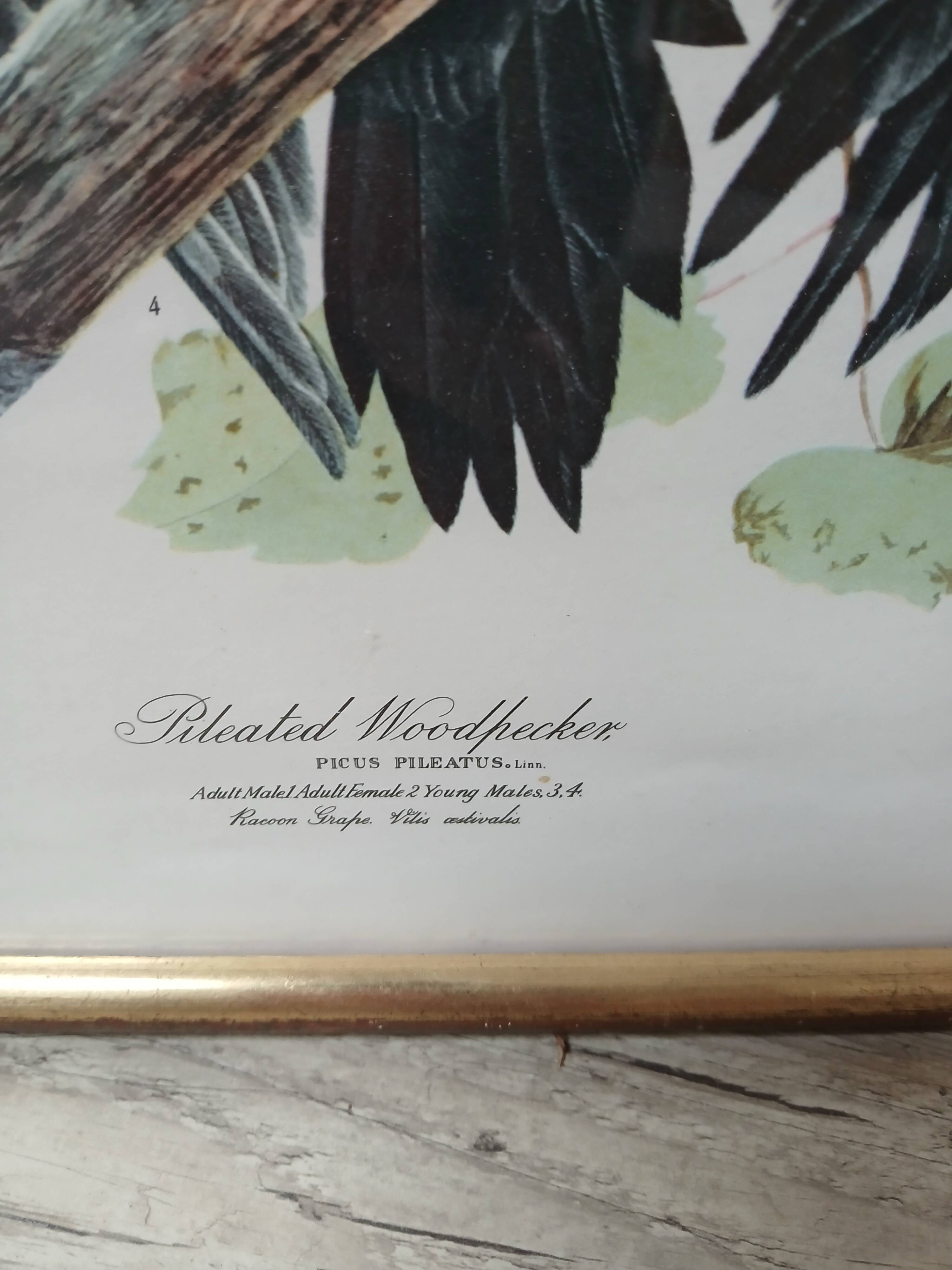 Lithograph by J. Audubon "Piteated Woodpecker" framed, 1950s/1960s