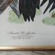 Lithograph by J. Audubon "Piteated Woodpecker" framed, 1950s/1960s