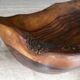 Olive wood cutting