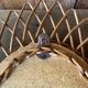 Vintage oval rattan mirror 57x40