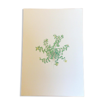 Botanical plate