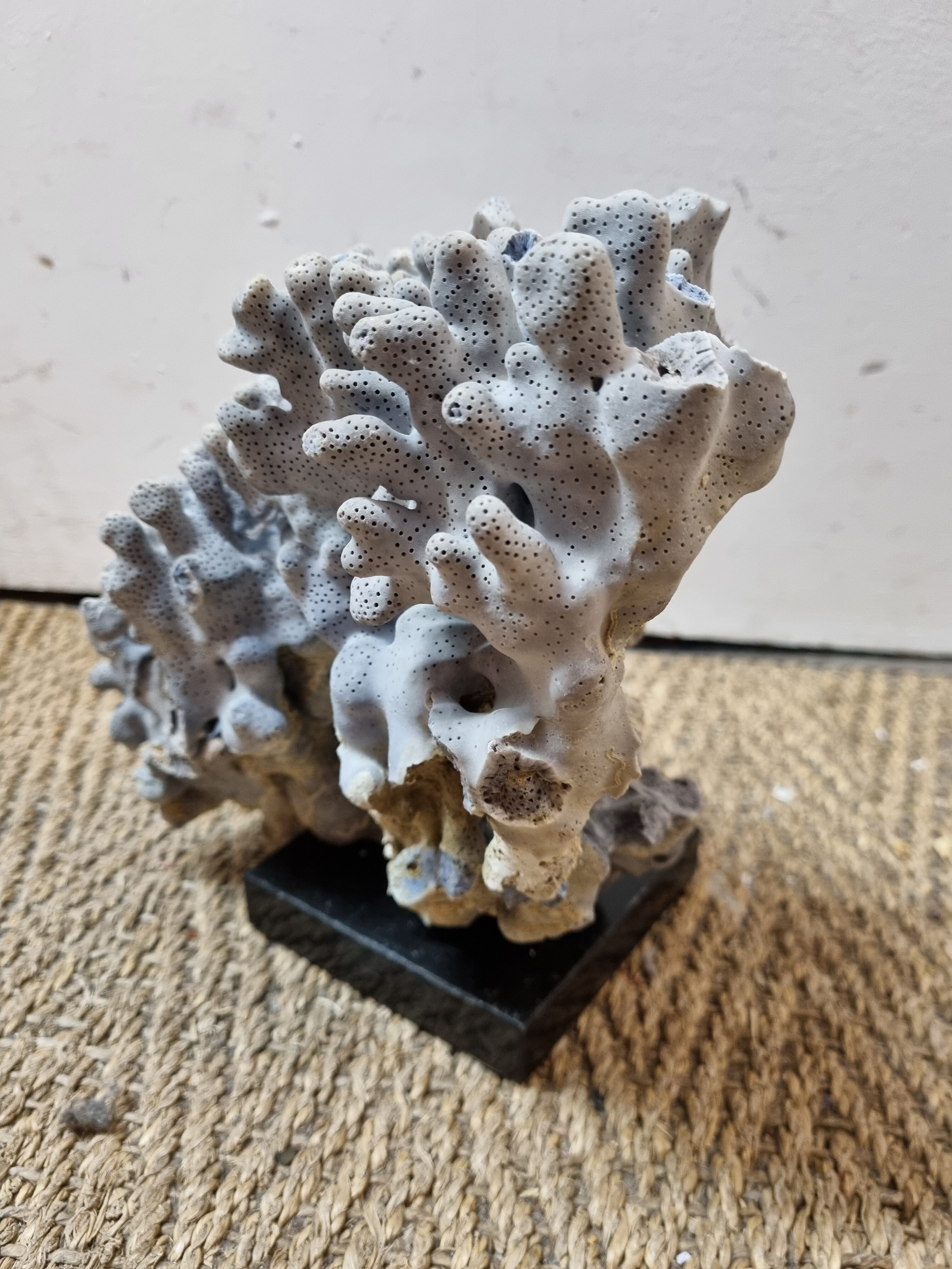 Corail bleu sur socle marbre noir