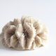 White coral, 70s