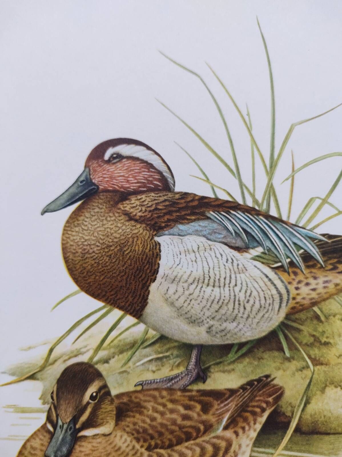 60s bird illustration - Garganey - Vintage ornithological board