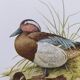 60s bird illustration - Garganey - Vintage ornithological board